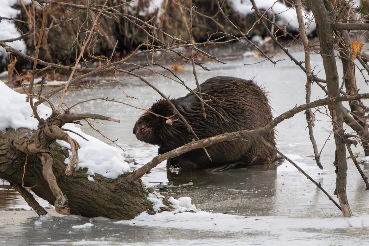 Castoro americano - ML646548862