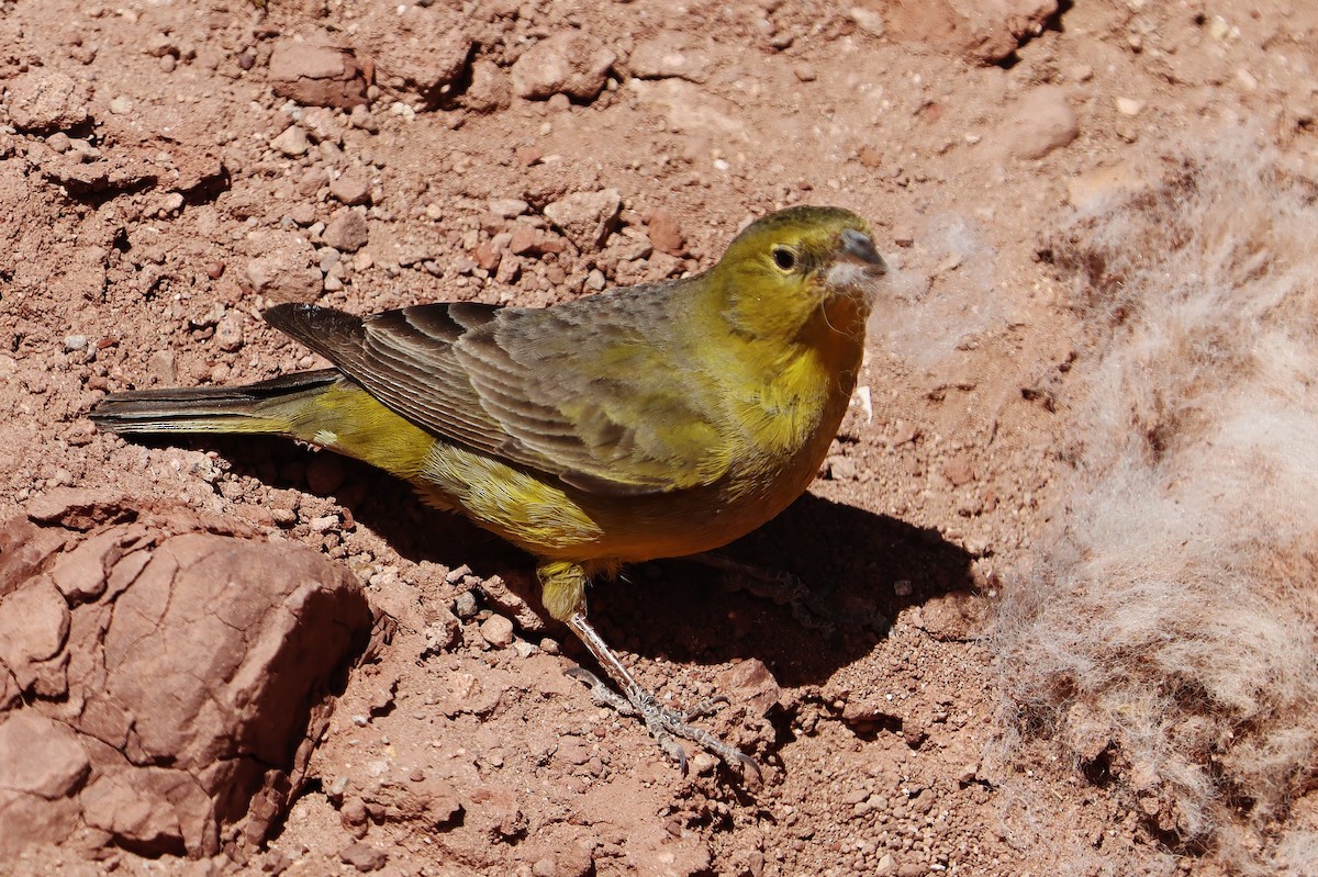 Greenish Yellow-Finch - ML646548868