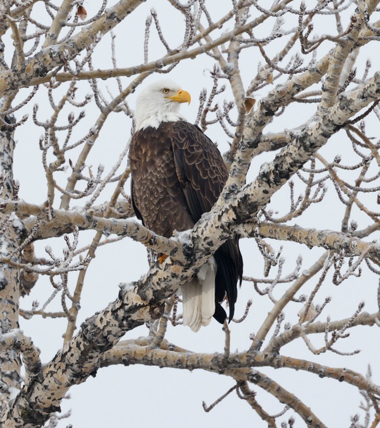 Bald Eagle - ML646548869