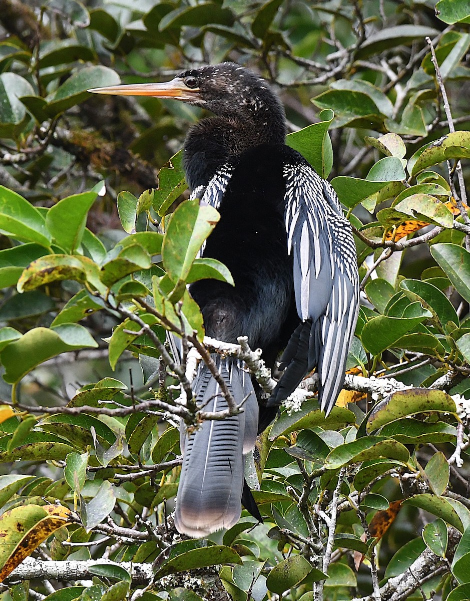 Anhinga - ML646548874