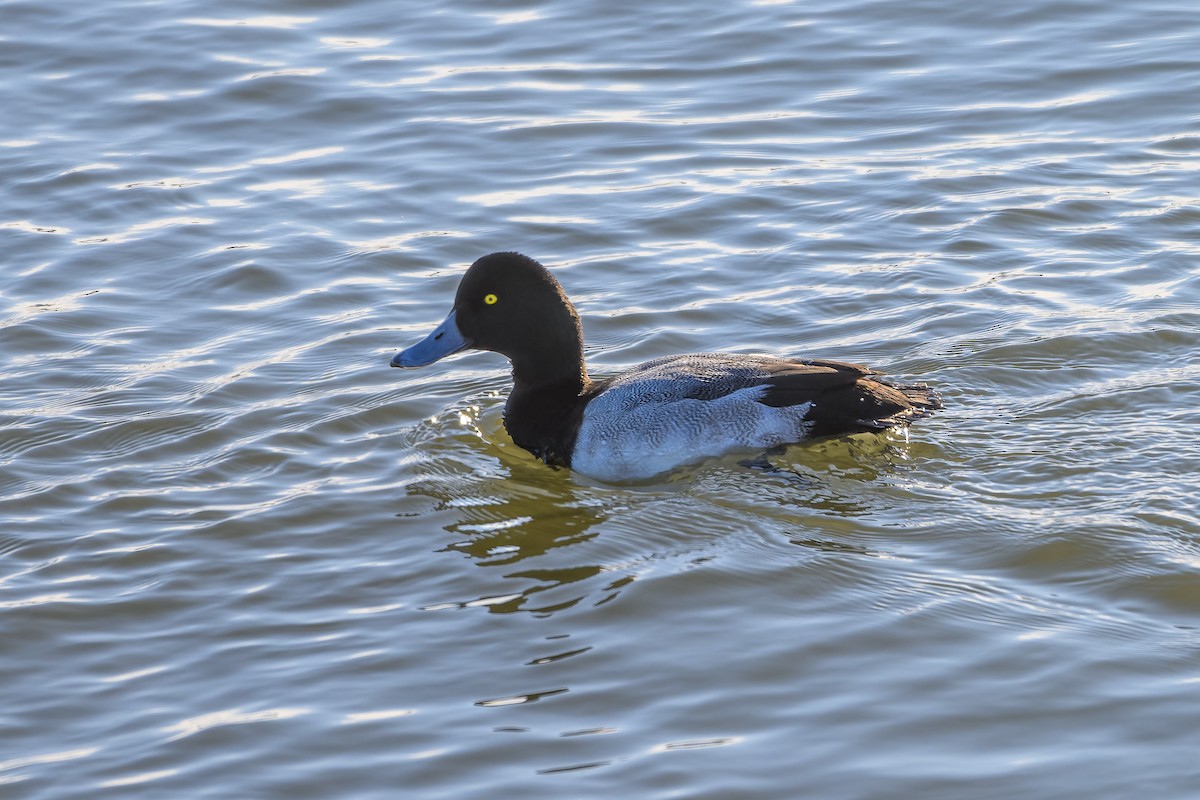 bergand - ML646548875