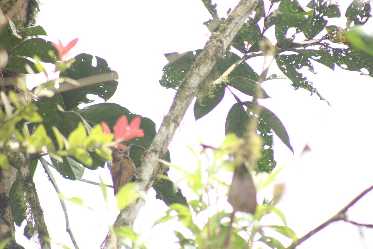 Smoky-brown Woodpecker - ML646548879