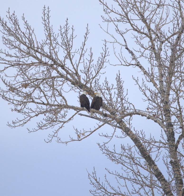 Bald Eagle - ML646548882