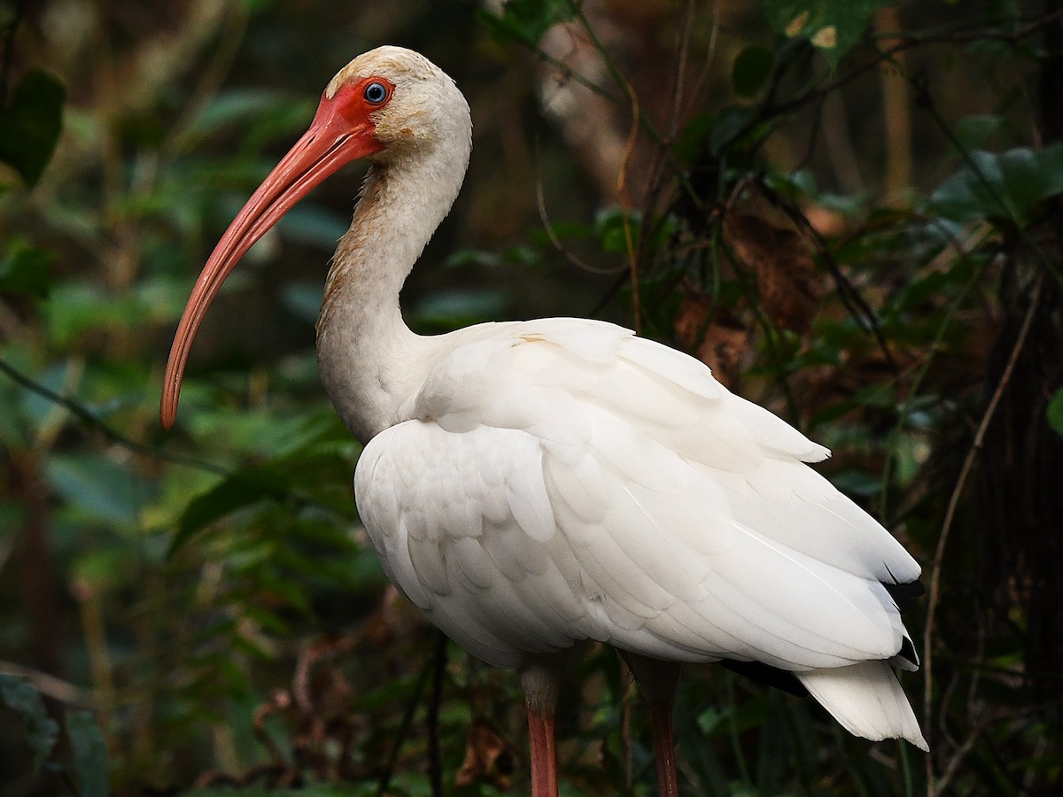 ibis bílý - ML646548883