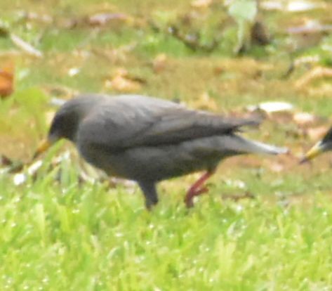 Spotless Starling - ML646548884