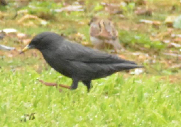 Spotless Starling - ML646548885