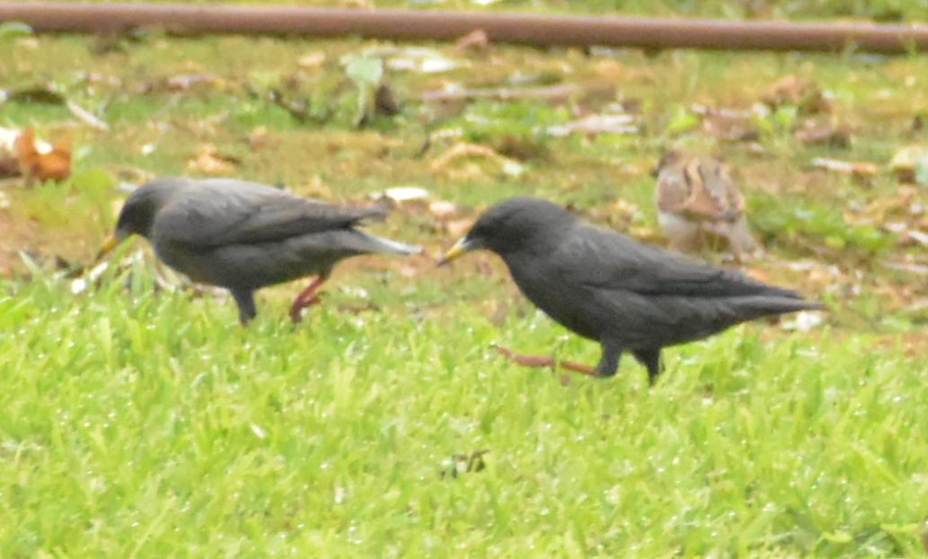 Spotless Starling - ML646548886