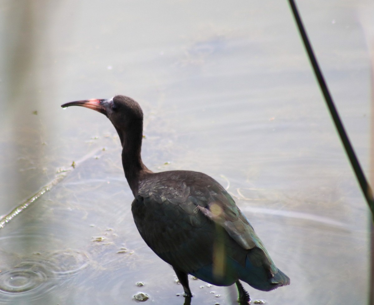 Nacktzügelibis - ML646548887