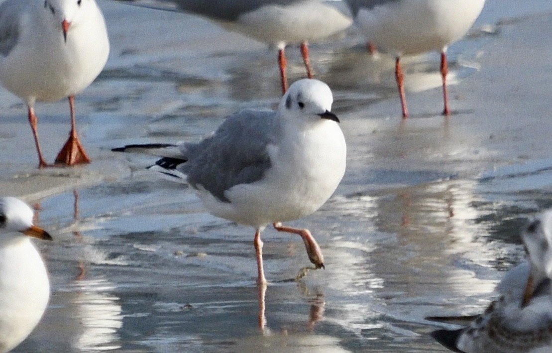 Bonaparte's Gull - ML646548888