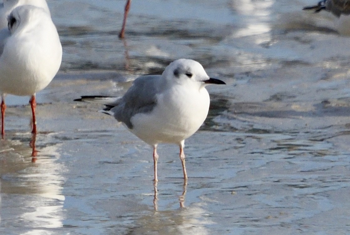 Bonaparte's Gull - ML646548889