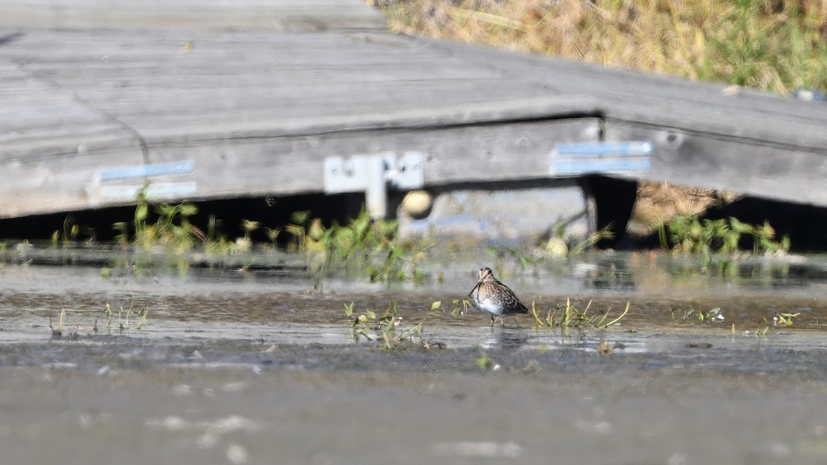 חרטומית אמריקנית - ML646548890