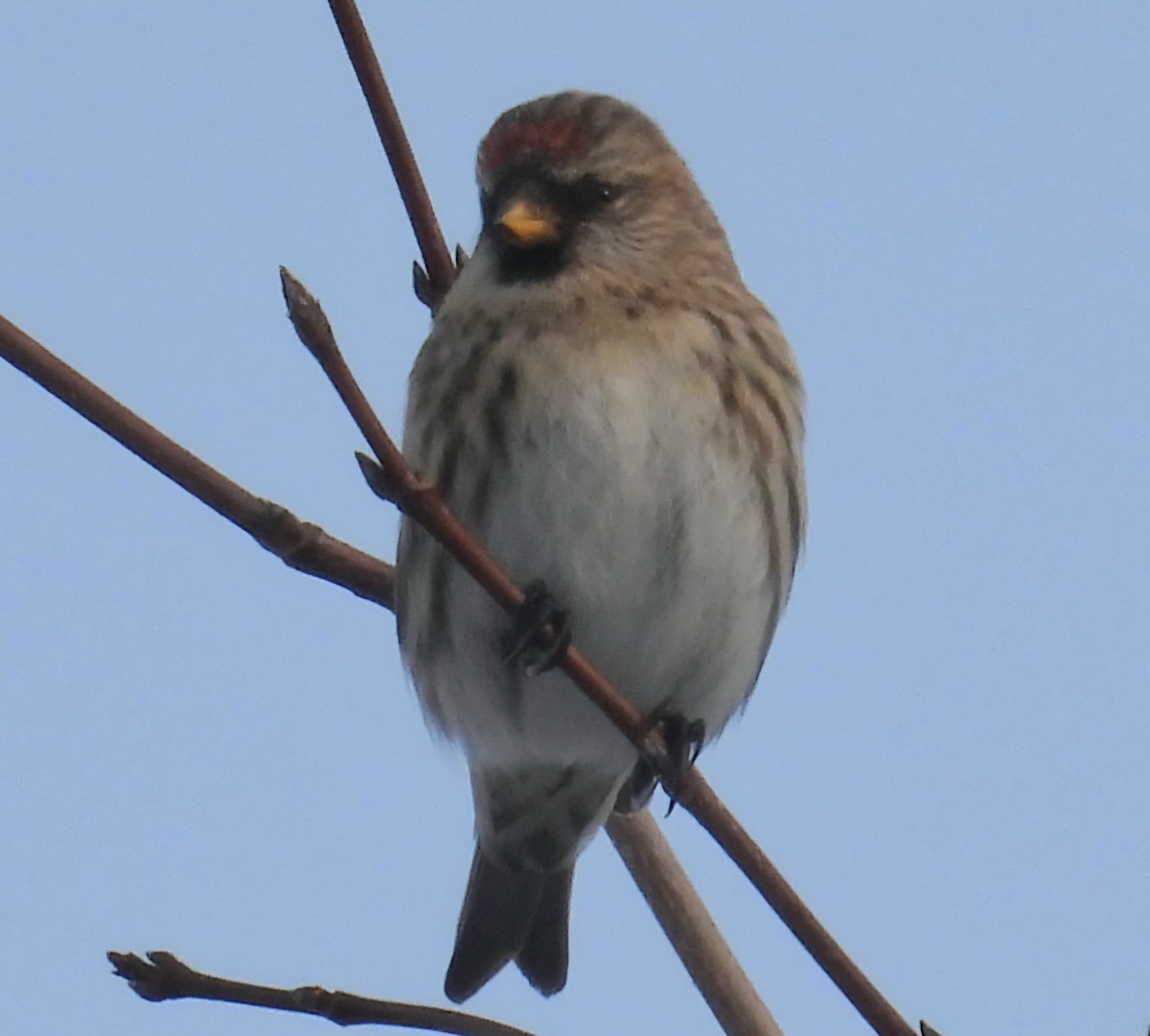 čečetka zimní - ML646548891