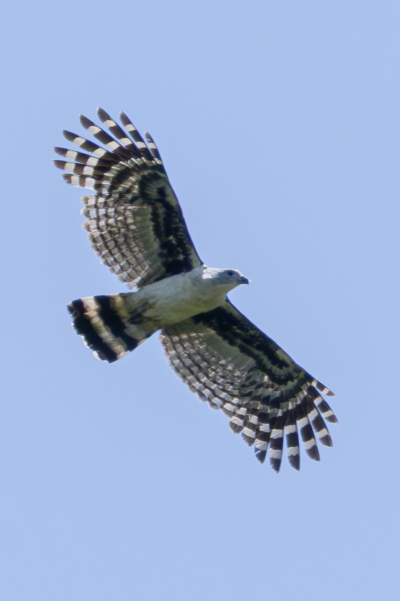 Gray-headed Kite - ML646548893