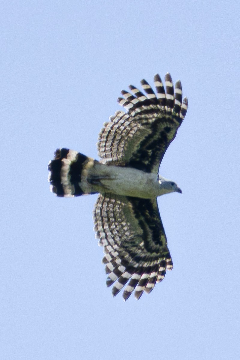 Gray-headed Kite - ML646548894