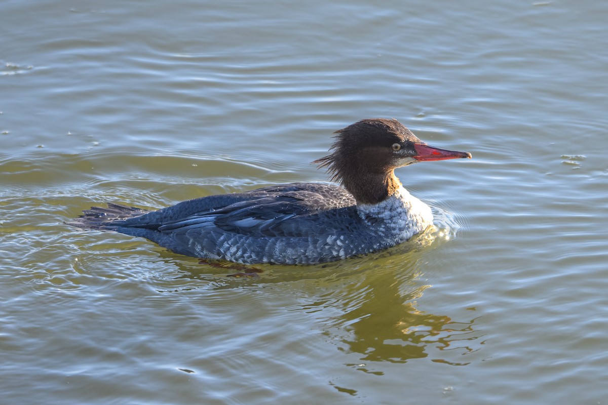 Большой крохаль - ML646548895