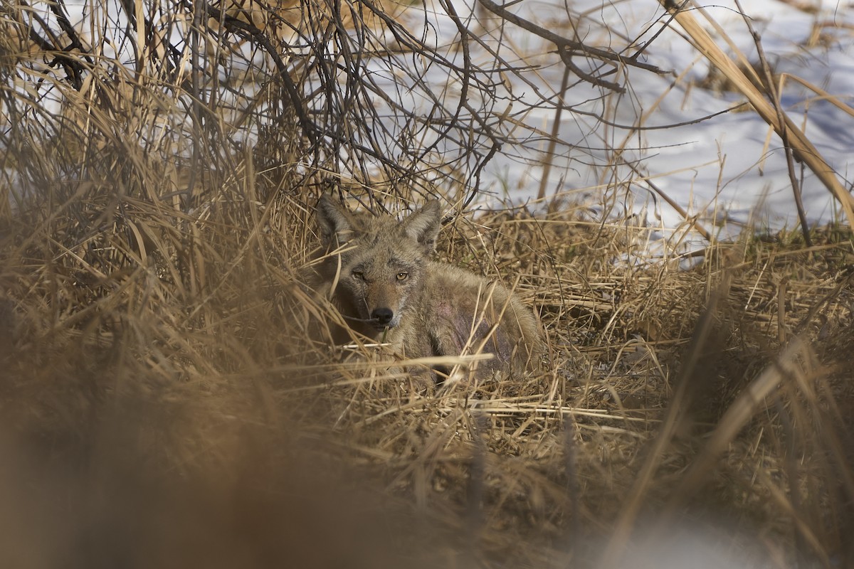 Coyote - ML646548899