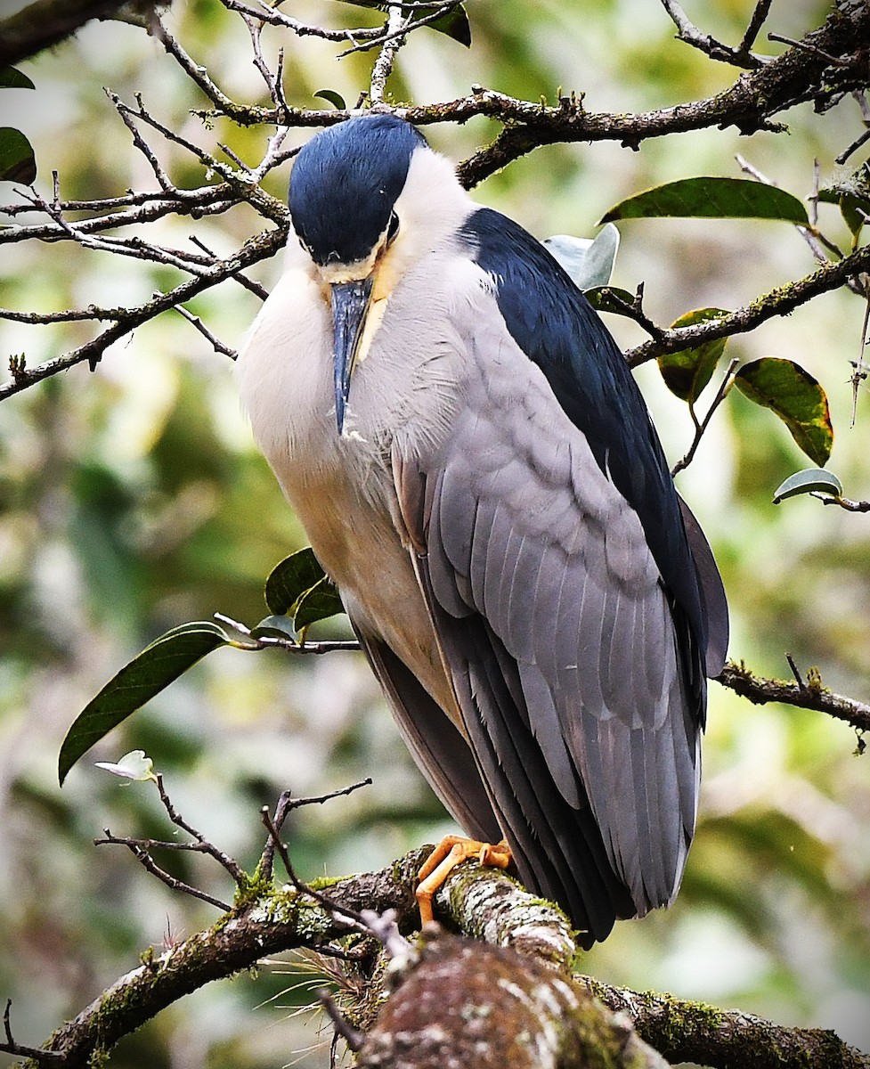 夜鷺 - ML646548900