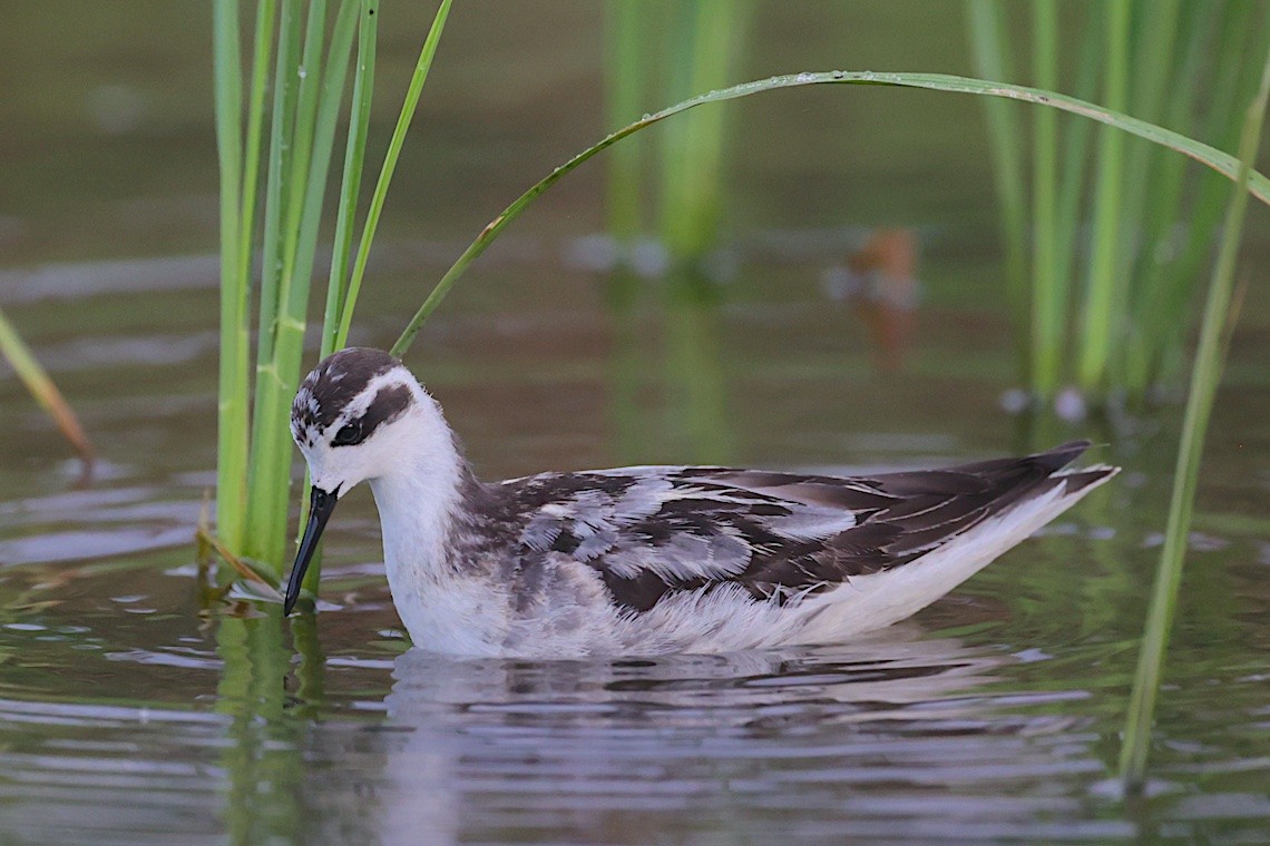 Red-necked Phalarope - ML646548901