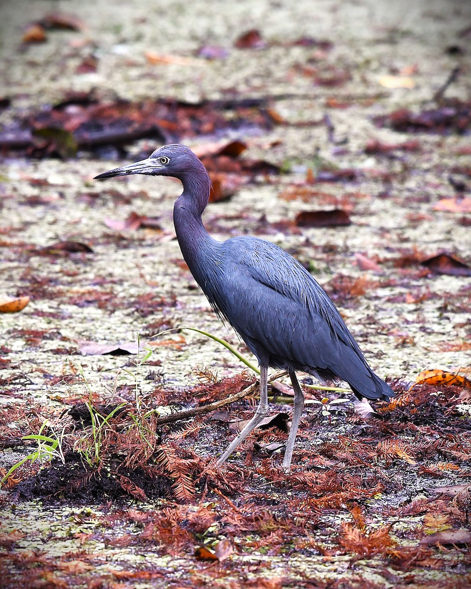 Little Blue Heron - ML646548910