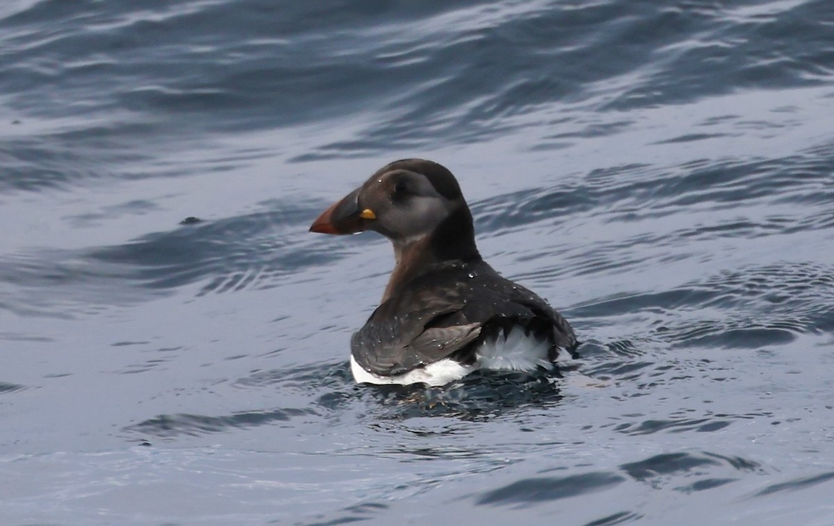 Atlantic Puffin - ML646548919