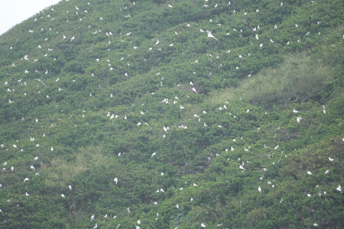 Сула червононога - ML646548923