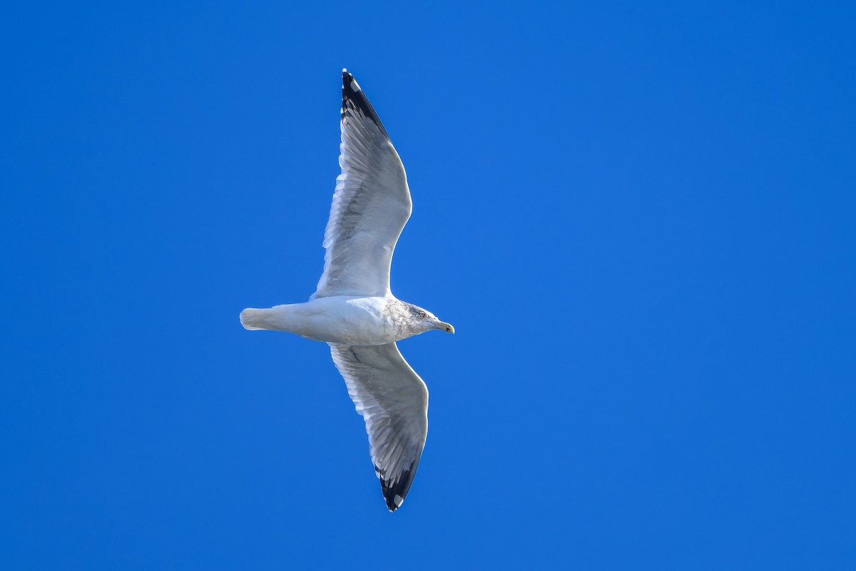 Американская чайка - ML646548924