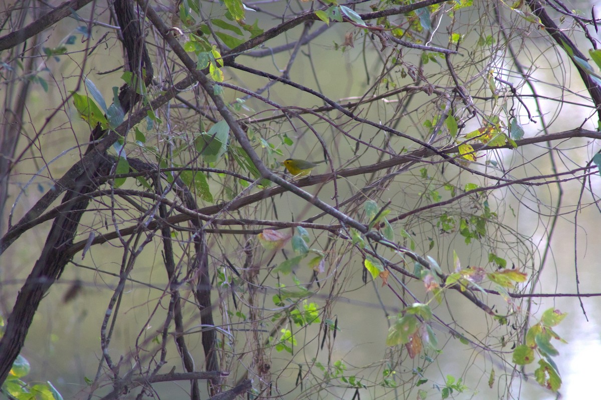 Mönchswaldsänger - ML646548925