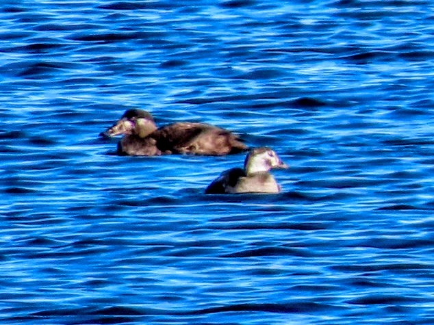 Surf Scoter - ML646548929