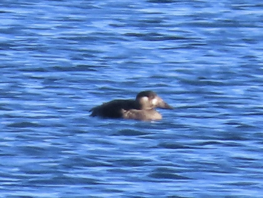 Surf Scoter - ML646548930