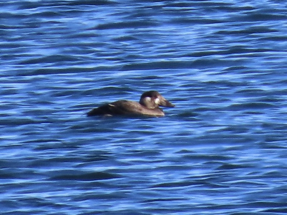 Surf Scoter - ML646548931