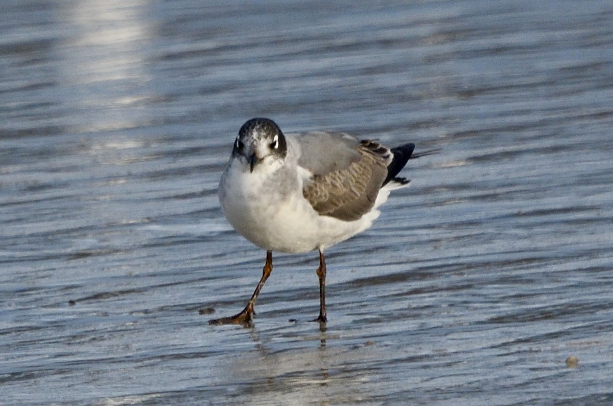 Franklin's Gull - ML646548937