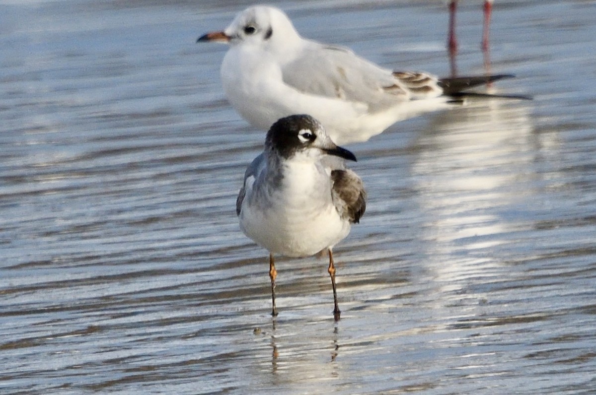 Franklin's Gull - ML646548938