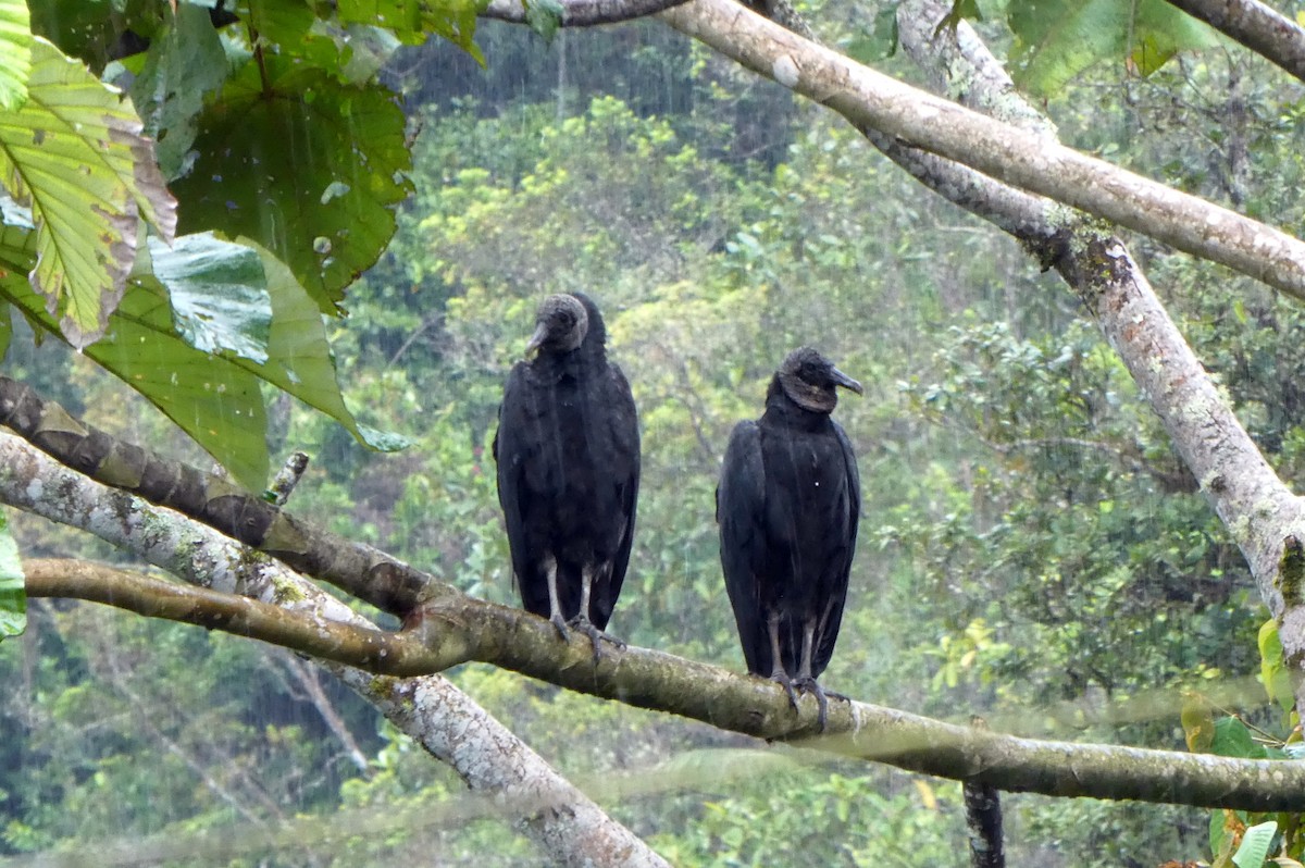 Urubu noir - ML646548940