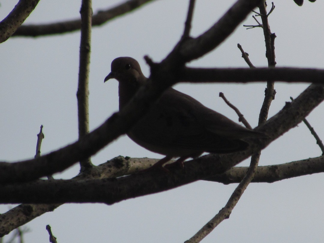 ミミグロバト - ML646548941