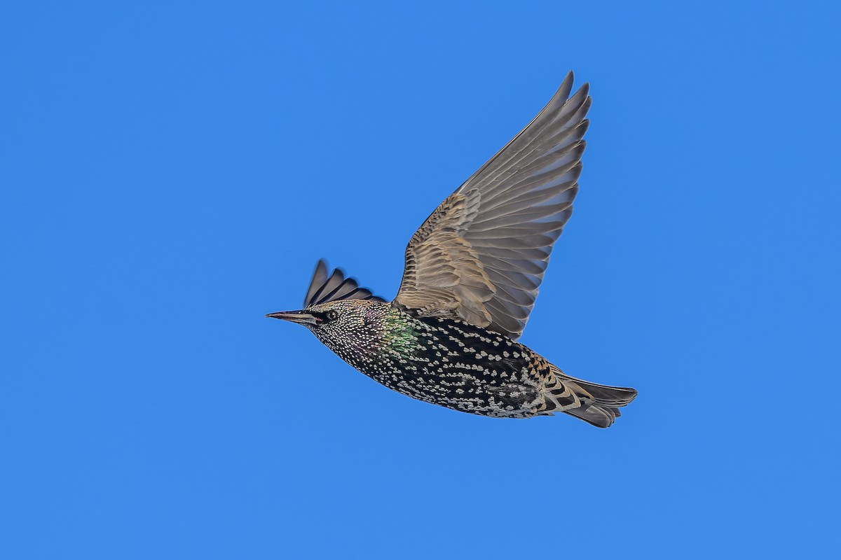 Обыкновенный скворец - ML646548944