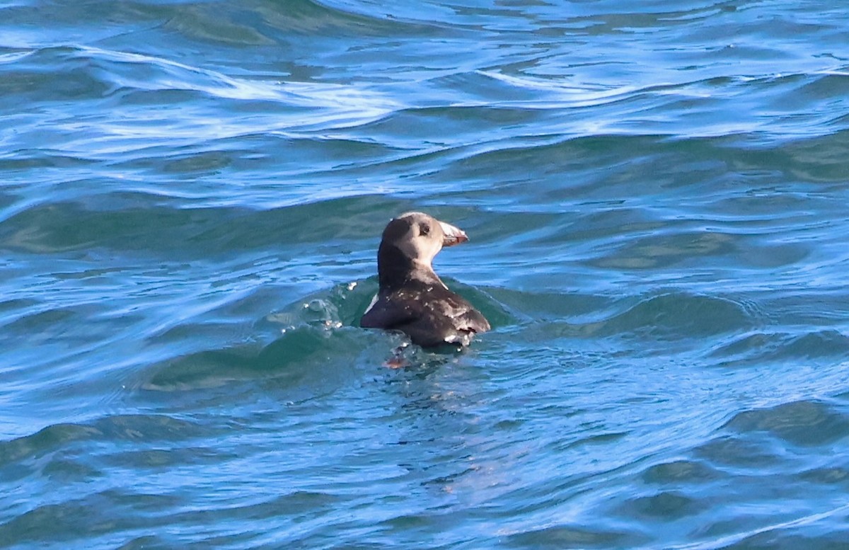 Atlantic Puffin - ML646548946