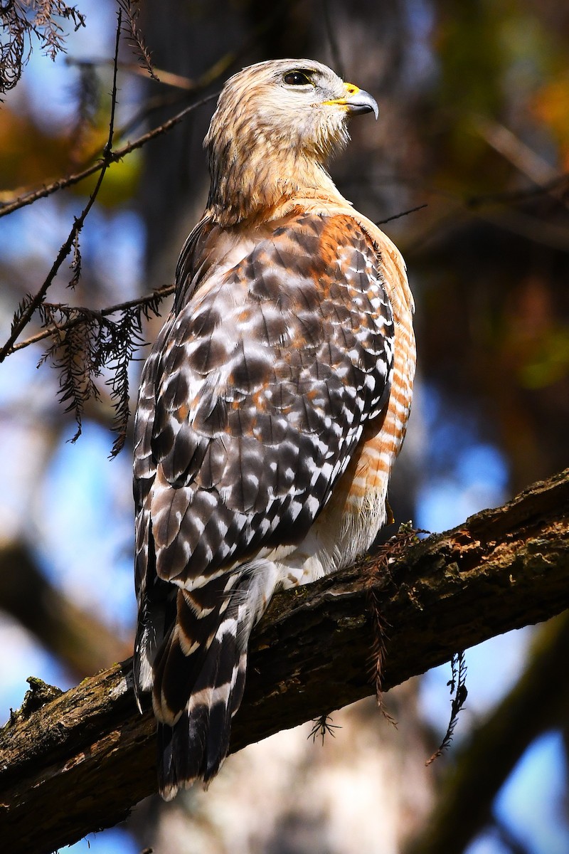 Red-shouldered Hawk - ML646548949