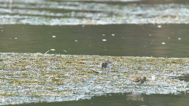 Least Sandpiper - ML646548950