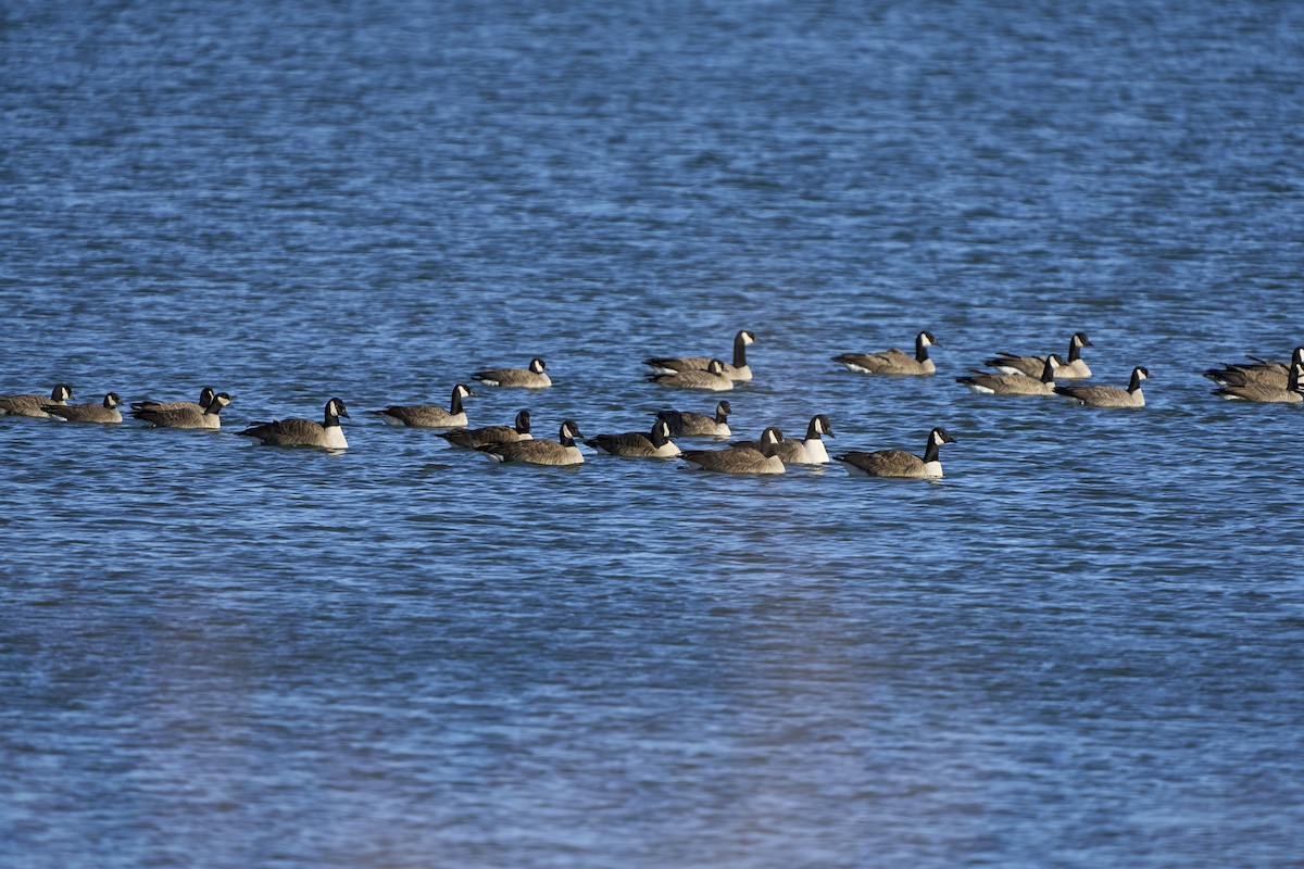 Cackling Goose - ML646548955