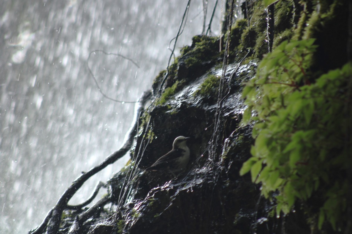 White-capped Dipper - ML646548971