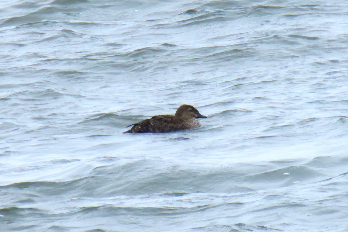 Гага-гребенушка - ML646548973