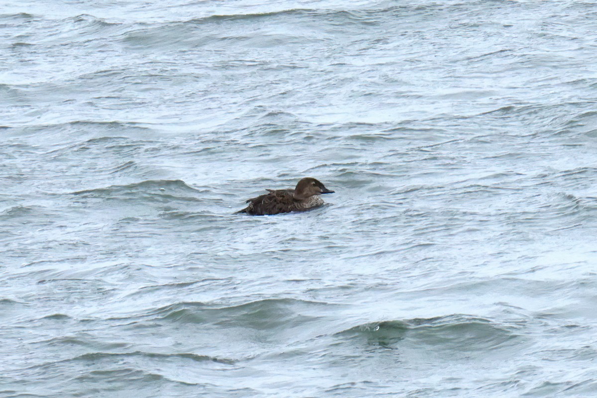 Гага-гребенушка - ML646548974