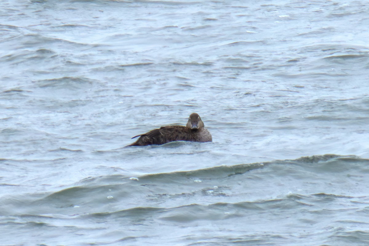 Гага-гребенушка - ML646548975