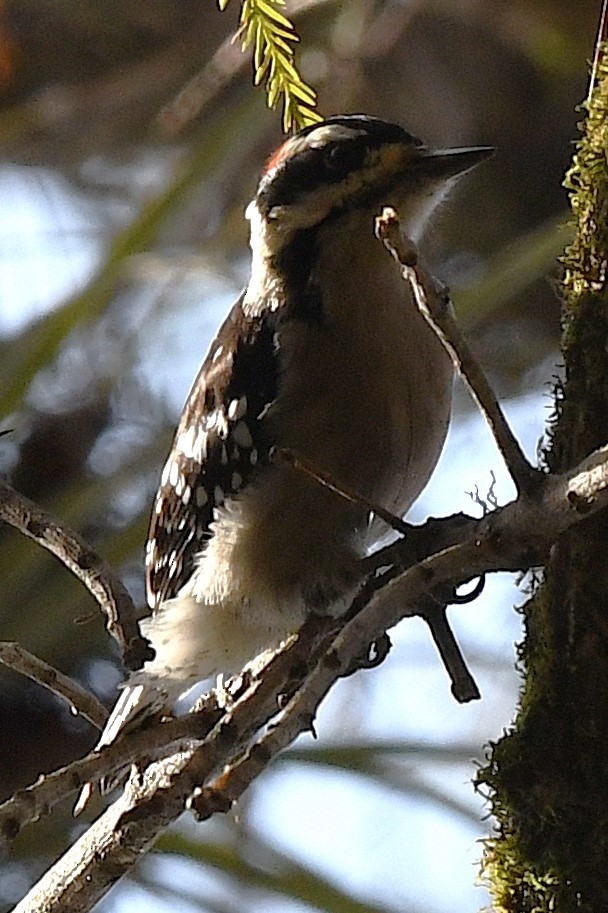 Downy Woodpecker - ML646548976