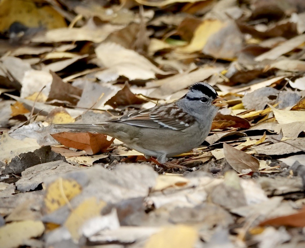 White-crowned Sparrow (Gambel's) - ML646548977