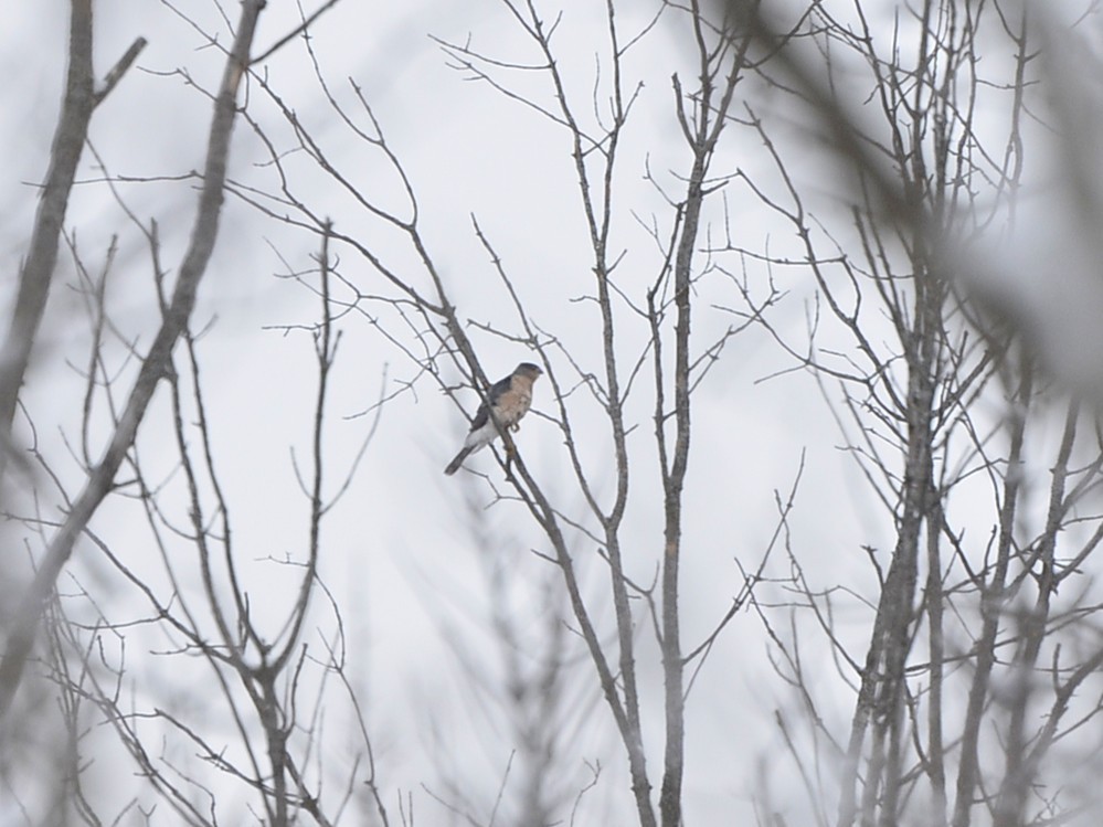 Cooper's Hawk - ML646548982