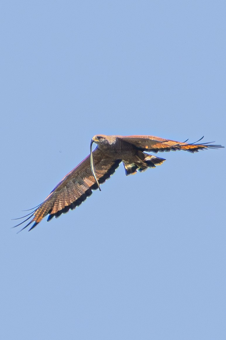 Savanna Hawk - ML646548983