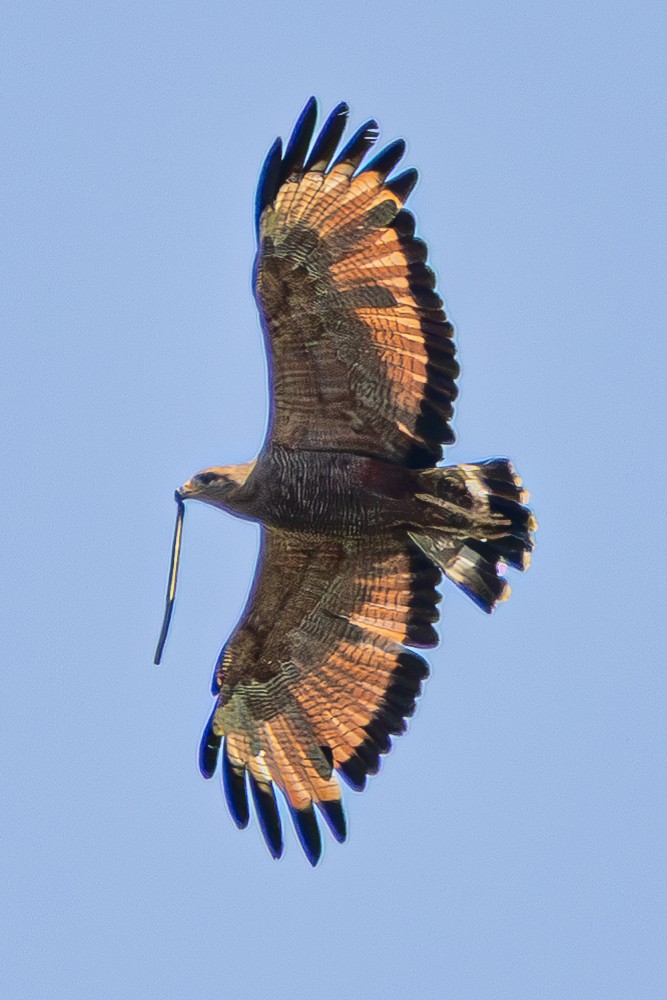 Savanna Hawk - ML646548984