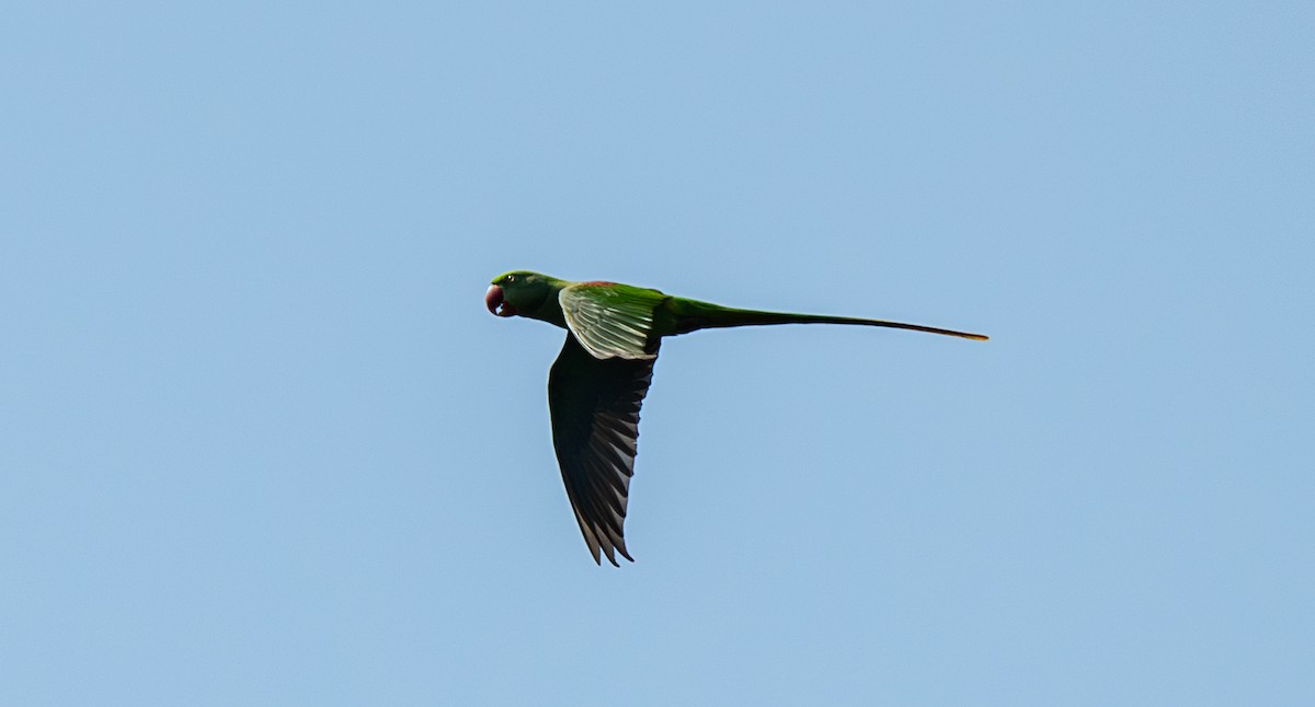 Alexandrine Parakeet - ML646548992