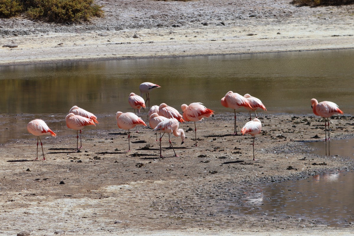 Чилийский фламинго - ML646549000